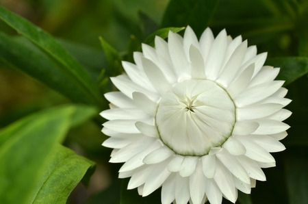 Sunny Side Up Shasta Daisy blossom in the gardenの写真素材
