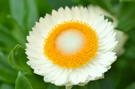 Sunny Side Up Shasta Daisy blossom in the gardenの写真素材