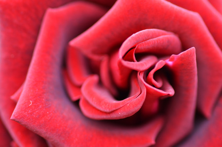 Close up macro shot of a red roseの写真素材