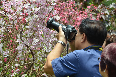 SINGAPORE- 18 MAR, 20165: Visitor take photo of cherry blossom in Garden By the Bays, Singapore.のeditorial素材