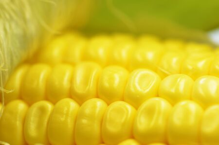 Detail shot of fresh corn on cob closeup