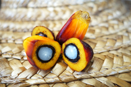 Close up of fresh oil palm fruitsの写真素材