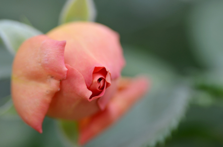 Close up on a pink rose, selective focusの写真素材