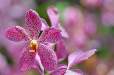 Beautiful purple orchid - phalaenopsis. Bouquet of flowers orchids.の写真素材
