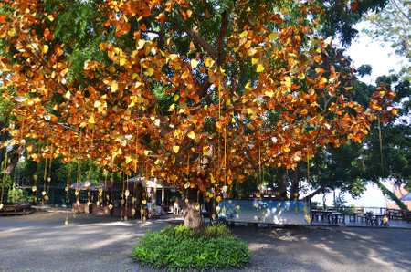 PATTAYA, THAILAND - 22 NOV, 2016: Golden leaves and bells hang on the tree at the entrance of...