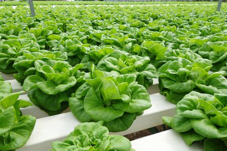 In the commercial greenhouse soilless cultivation of vegetables