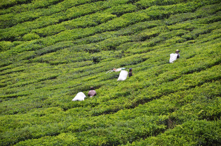 CAMERON HIGHLANDS, MALAYSIA- 30 DECEMBER, 2016: Tea Worker picking tea leaves in a tea plantation Cameron Highlands Malaysia.のeditorial素材