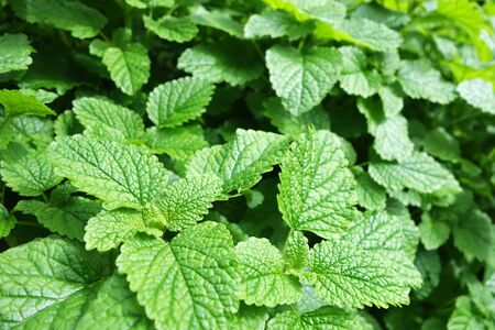 Fresh peppermint plant grown at vegetable gardenの写真素材