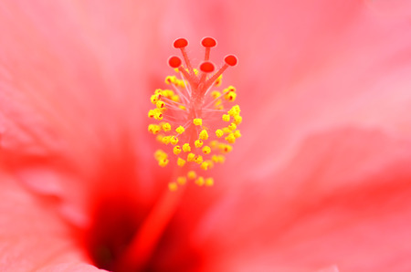 Close up of the flower of red hibiscusの写真素材