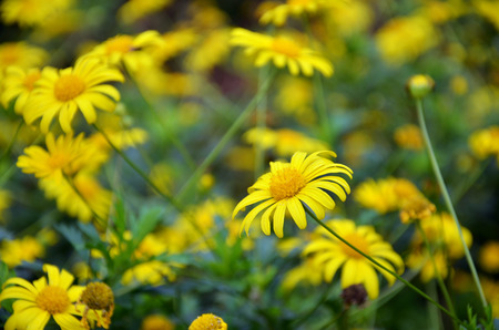 Coreopsis verticillata is species of tickseed in the Asteraceae