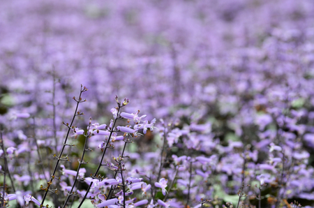 Plectranthus Mona Lavender flowers in the gardenの写真素材