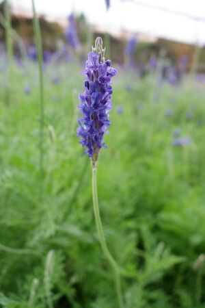 Lavender flower close up in a fieldの写真素材