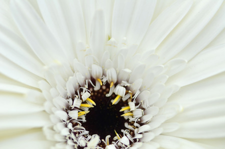 Close up to Gerbera flower in a gardenの写真素材