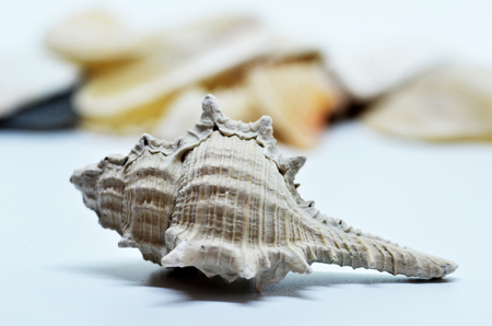 Close up of sea shell isolated on whiteの写真素材