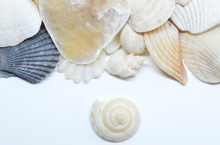 Sea shells scraped together, isolated on white backgroundの写真素材