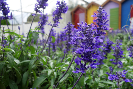 Blooming blue bugleweeds Ajuga in the summer meadowの写真素材