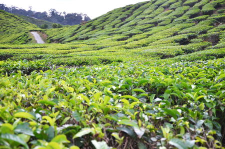 Tea Plantation in the Cameron Highlands, Malaysiaの写真素材