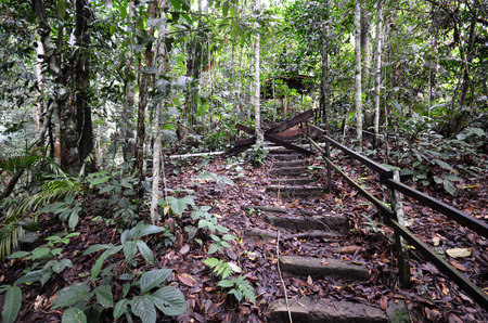 Wooden stairs up to summit of mountain Kinabalu