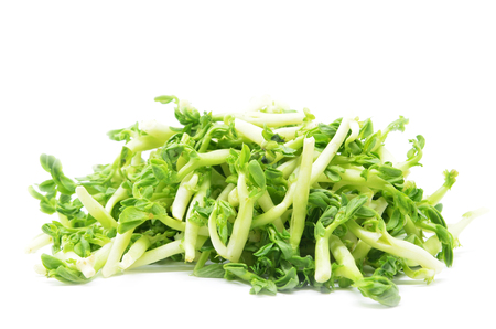 Fresh peanut sprouts isolated on white backgroundの写真素材