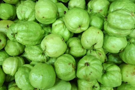 Big fresh guava selling in the marketの写真素材