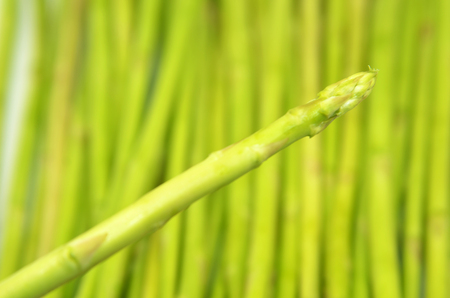Green asparagus shoots isolated over green backgroundの写真素材