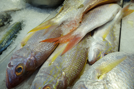 Variety of raw fresh fish. Fish on crushed iceの写真素材