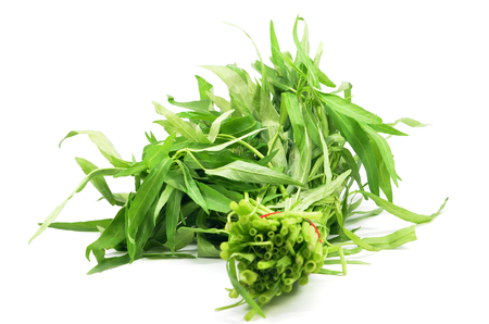 Water spinach or morning glory on white backgroundの写真素材
