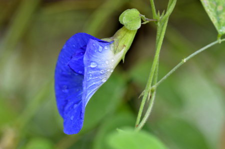Beautiful fresh blue pea flower in natureの写真素材