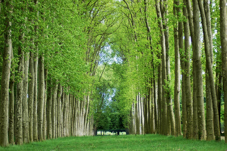 Spring in the gardens of the Palace of Versailles, Paris. The colors are wonderful.のeditorial素材