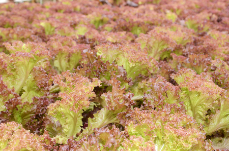 Lettuce vegetable growing in greenhouse of hydroponic farmの写真素材
