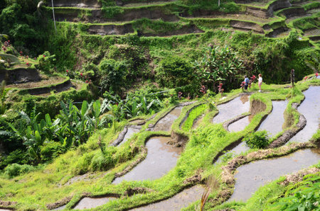 BALI, INDONESIA- 14 FEB, 2019: Tegalalang rice terraces in Ubud, Bali. Tegalalang Rice Terrace is one of the famous tourist objectsのeditorial素材