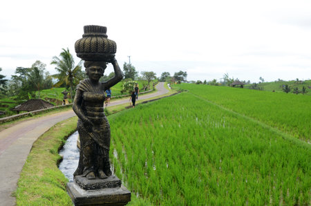 BALI, INDONESIA- 14 FEB, 2019: Scenery of Jatiluwih rice terraces in Tabanan, Bali, Indonesia.のeditorial素材