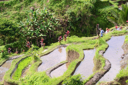BALI, INDONESIA- 14 FEB, 2019: Tegalalang rice terraces in Ubud, Bali. Tegalalang Rice Terrace is one of the famous tourist objectsのeditorial素材