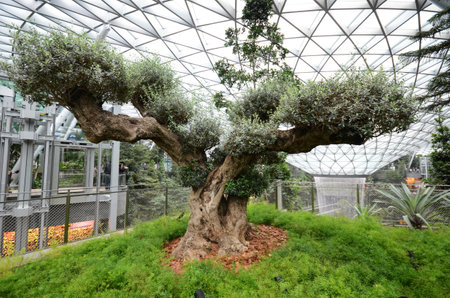 SINGAPORE, 11 Apr, 2019: Old olive tree in the Jewal Changi Airport in Singapore. Jewel Changi Airport is a world-class multi-dimensional lifestyle destination in Singaporeのeditorial素材