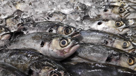 Cencaru fish on top of ice in fish market