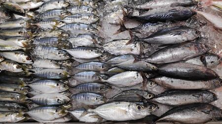 Fresh Indian Mackerel for sale at wholesale fish marketの写真素材