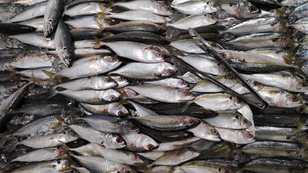 Fresh Indian mackerel for sale at wholesale fish marketの写真素材