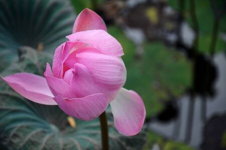 Bud of a lotus flower in a pondの写真素材