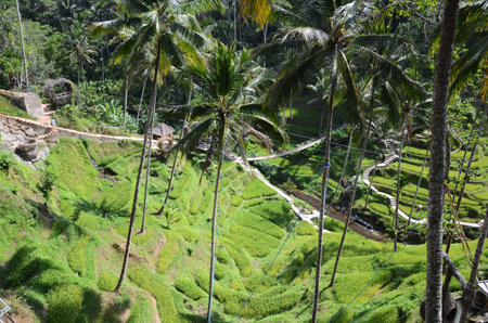 Bali, Indonesia- 18 Oct, 2019: Tegallalang rice terraces in Bali, Indonesia Tegalalang rice terraces in Ubud, Bali. Tegalalang Rice Terrace is one of the famous tourist objectsのeditorial素材