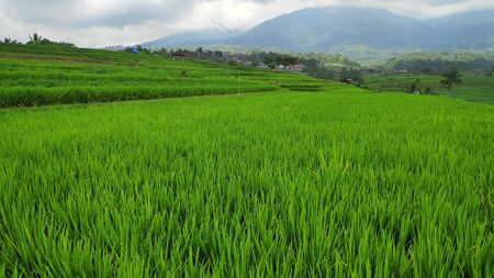 Jatiluwih rice terrace with sunny day and green jungles in Ubud, Balij