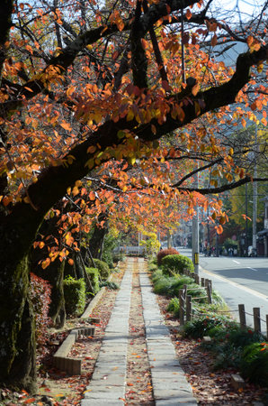 Kyoto, Japan- 24 Nov, 2019: Tourists observe fall colors along Philosopher's Path in Kyoto. The...