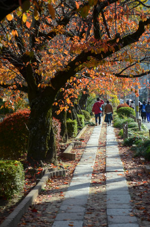 Kyoto, Japan- 24 Nov, 2019: Philosopher's Path with autumn leave in Kyoto. The route is named for Nishida Kitaro, a renown Kyoto University Philosopher who used the path daily.のeditorial素材