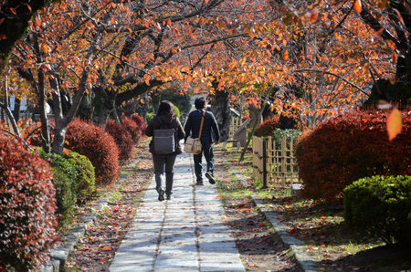 Kyoto, Japan- 24 Nov, 2019: Tourists observe fall colors along Philosopher's Path in Kyoto. The route is named for Nishida Kitaro, a renown Kyoto University Philosopher who used the path daily.のeditorial素材