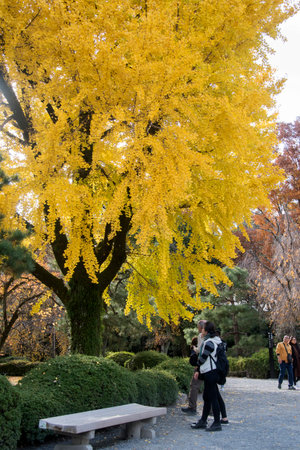 Kyoto, Japan- 25 Nov, 2019: Tourist enjoy the yellow ginko tree during autumn in Kyoto City, Japanのeditorial素材