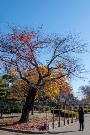 Osaka, Japan- 01 Dec, 2019: People enjoy autumn leaves in Osaka Castle Park in Japan. Osaka belongs to 2nd largest metropolitan area of Japanのeditorial素材