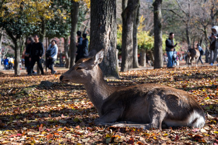 Nara, Japan- 27 Nov, 2019: Japanese deer resting at Nara Park with red maple leaves tree on autumn season as backgroundのeditorial素材