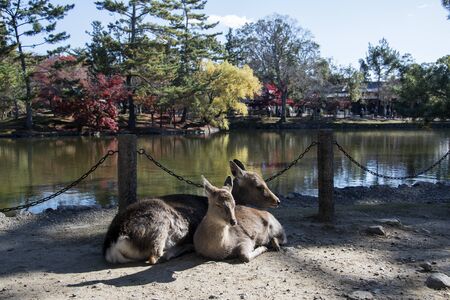 Japanese deer playing at Nara Park with red maple leaves tree on autumn season as backgroundの写真素材