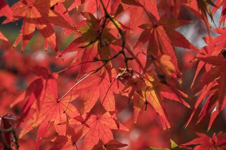 Red leave of maple tree for autumn fall background in Japan