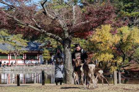 Nara, Japan- 27 Nov, 2019: Young tourist feeds deer at the park in Nara, Japan. The deer of Nara are now instead designated as National Treasures.のeditorial素材