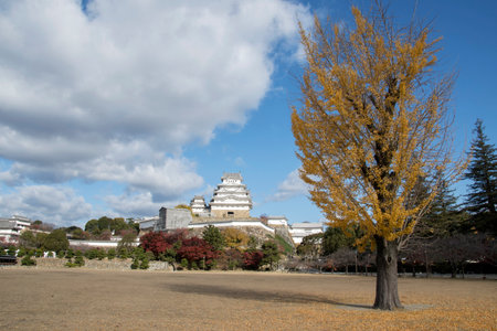 Himeiji Castle with yellow ginkgo tree in autumnのeditorial素材